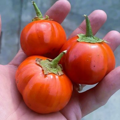 INGEGNOLI TRE MELANZANE TONDE ROSSE IN UNA MANO