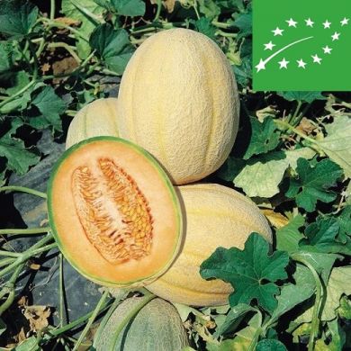 CANTALOUPE (melon) - RETATO DEGLI ORTOLANI - organic