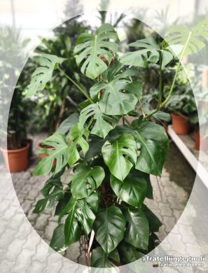 Monstera deliciosa - consegna SOLO su Milano