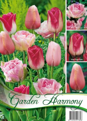 18 FLOWERBULBS PINK TULIPS COLLECTION