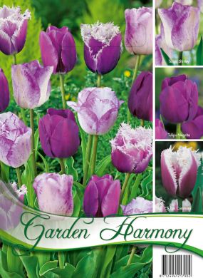 18 FLOWERBULBS PURPLE TULIPS COLLECTION