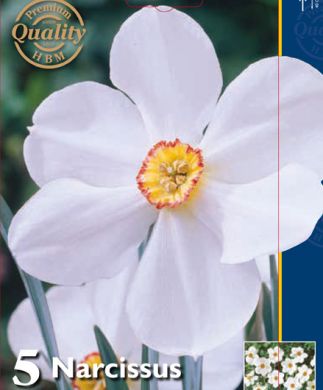 NARCISO A GRANDE CORONA - ACTAEA -