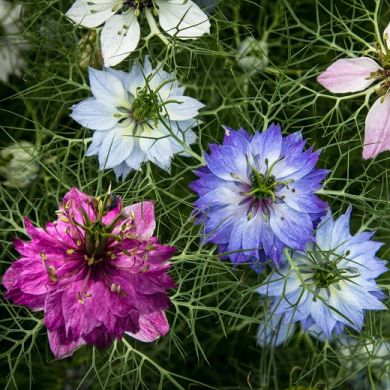 fiori stellati blu, azzurri, bianchi e fucsia su fondo verde