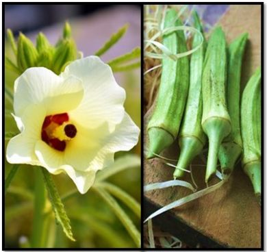 OKRA - Abelmoschus aesculentus