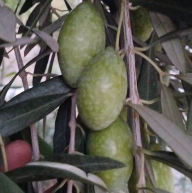 olive bianche su pianta di olivo