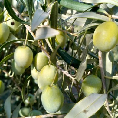 olive bianche su pianta di olivo