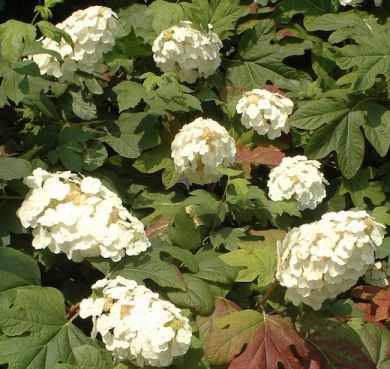 ORTENSIA (Hydrangea) QUERCIFOLIA -SNOW FLAKE-