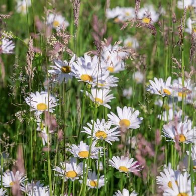 DAISY PURE WHITE DWARF 