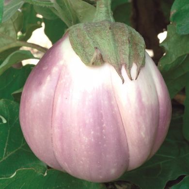 EGGPLANT -ROTONDA BIANCA SFUMATA DI ROSA-