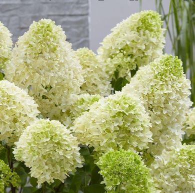 ORTENSIA (Hydrangea)PANICULATA - SKYFALL®  -