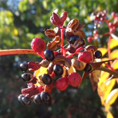 PEPE DEL SICHUAN(Zanthoxylum simulans)