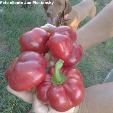 SWEET PEPPER  -TOPEPO ROSSO -