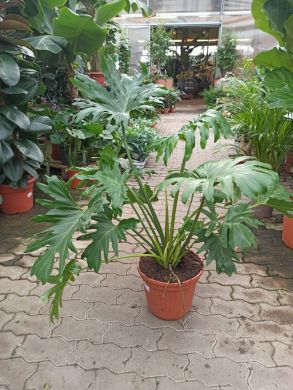 Philodendron selloum - consegna SOLO su Milano