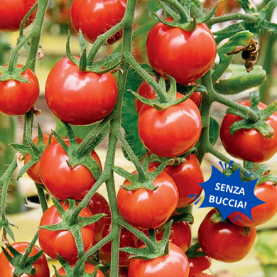 pomodorino red moon ingegnoli