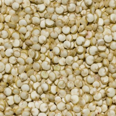 QUINOA - Chenopodium quinoa