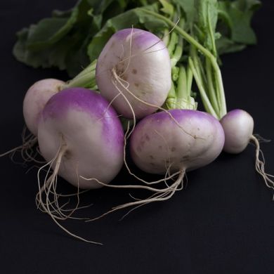 TURNIP  "DI MILANO A COLLETTO VIOLA"