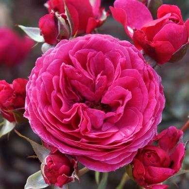 ROSA - ROSAIO EDIBILE - DOLCE® Bozreka023