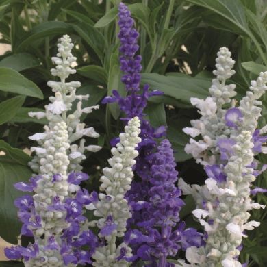 SALVIA FARINACEA - SEASCAPE MIXED -