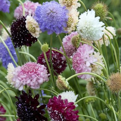 scabiosa fratelli ingegnoli