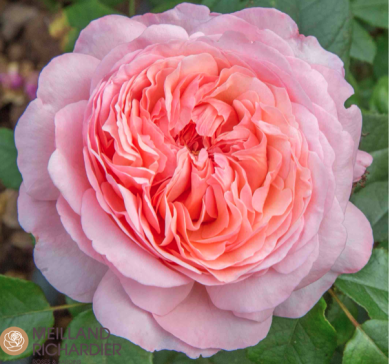 ROSA -ROSAIO A CESPUGLIO -Meiffable- JEAN DE LA FONTAINE® -