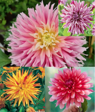 OFFERTA SPECIALE - DAHLIE CACTUS -