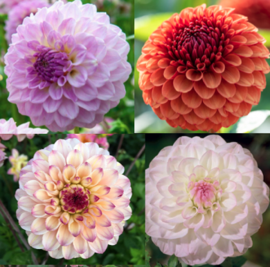 DAHLIA POMPON -OFFERTA SPECIALE 3 TUBERI-