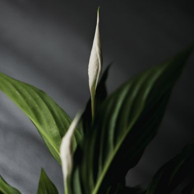 Spathiphyllum