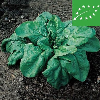 SPINACH - GIGANTE  DE INVIERNO - organic