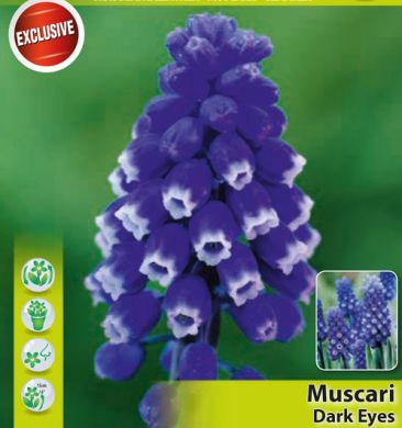 MUSCARI - DARK EYES -