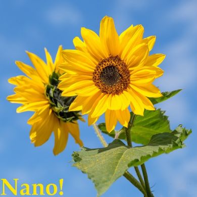 GIRASOLE NANO YELLOW PYGMY