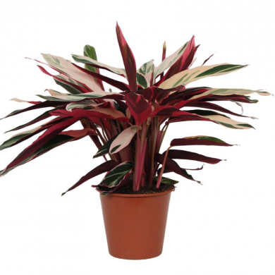 Calathea online