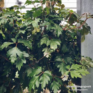 Cissus rhombifolia 'Ellen Danica ' - consegna SOLO su Milano