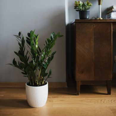 Zamioculcas