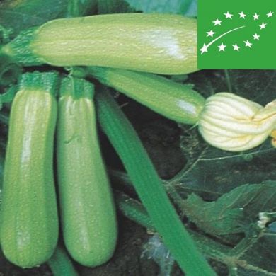 ZUCCHINI  - GENOVESE - organic