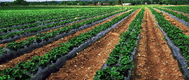 campo di fragole